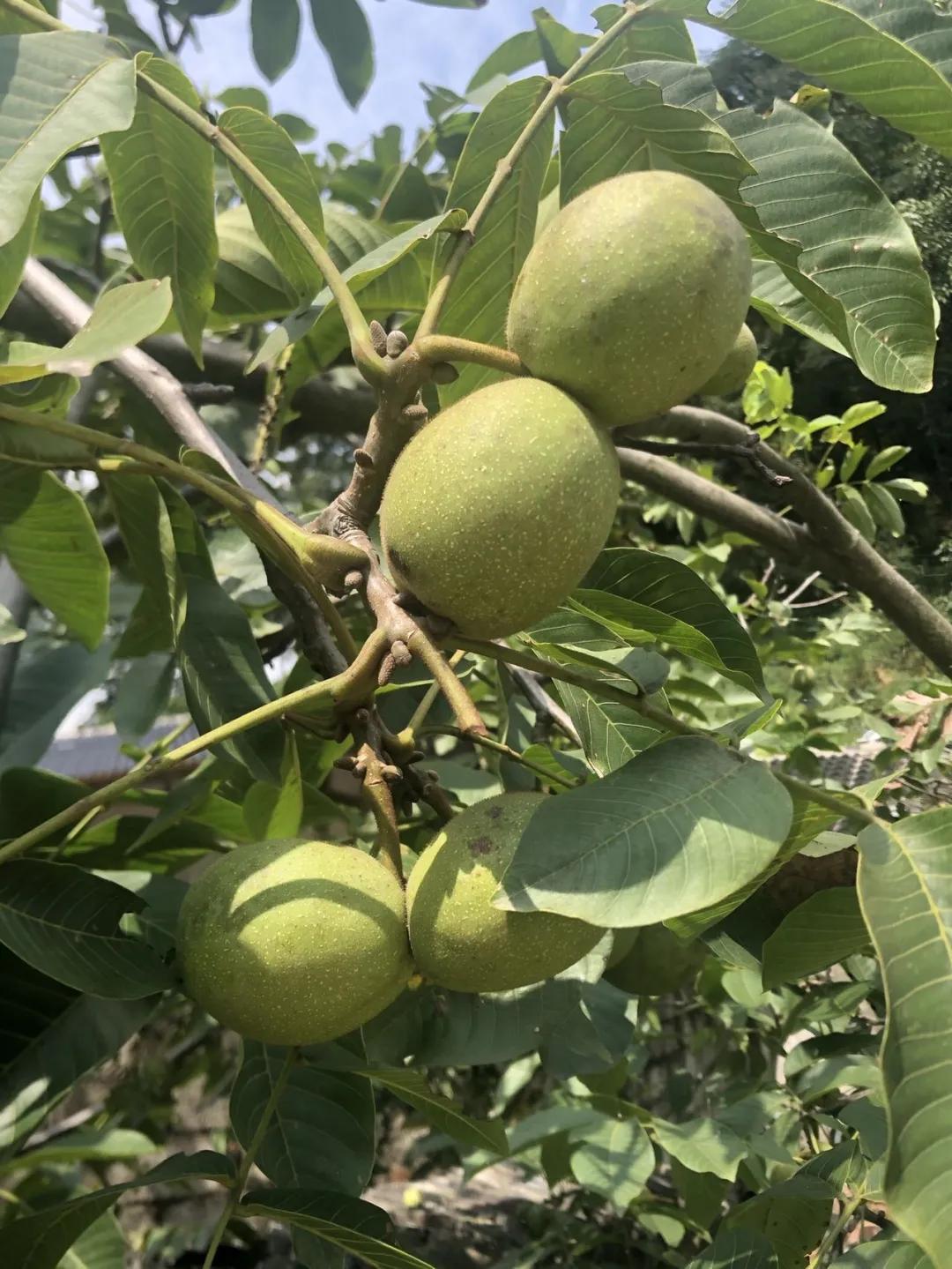 德昌核桃:川西南秘的珍宝,壳薄仁饱,浓香酥脆,速来品尝!插图4 德昌核桃:川西南秘的珍宝,壳薄仁饱,浓香酥脆,速来品尝!插图4