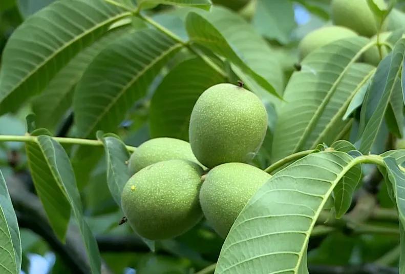 德昌核桃:川西南秘的珍宝,壳薄仁饱,浓香酥脆,速来品尝!插图8 德昌核桃:川西南秘的珍宝,壳薄仁饱,浓香酥脆,速来品尝!插图8