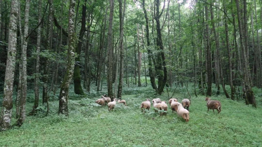 德昌黑龙潭:藏于群山的 “绿野仙踪”,德昌人私藏的生态治愈仙境插图5 德昌黑龙潭:藏于群山的 “绿野仙踪”,德昌人私藏的生态治愈仙境插图5