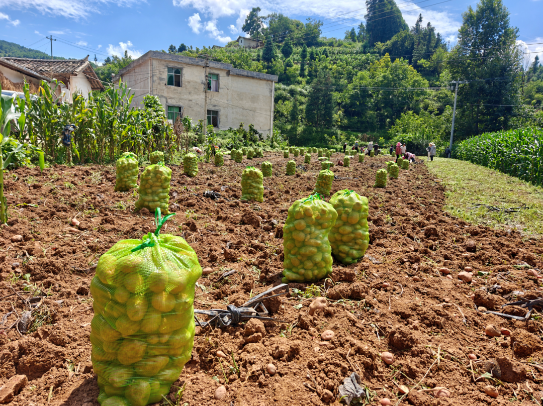 凉山州会东马铃薯示范片测产成果显著:新技术增产增效,获专家力推插图1 凉山州会东马铃薯示范片测产成果显著:新技术增产增效,获专家力推插图1