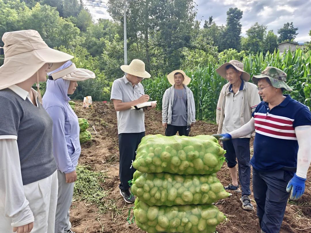 凉山州会东马铃薯示范片测产成果显著:新技术增产增效,获专家力推插图 凉山州会东马铃薯示范片测产成果显著:新技术增产增效,获专家力推插图
