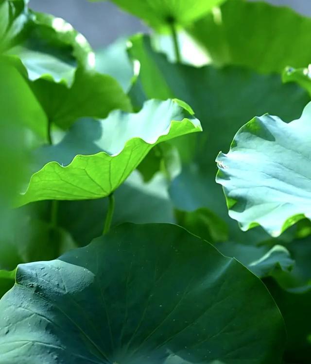 会理八月，藏于北纬 26° 的清爽：黎溪石厂，荷花摇曳的夏日诗画插图1