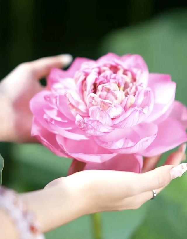 会理八月，藏于北纬 26° 的清爽：黎溪石厂，荷花摇曳的夏日诗画插图3