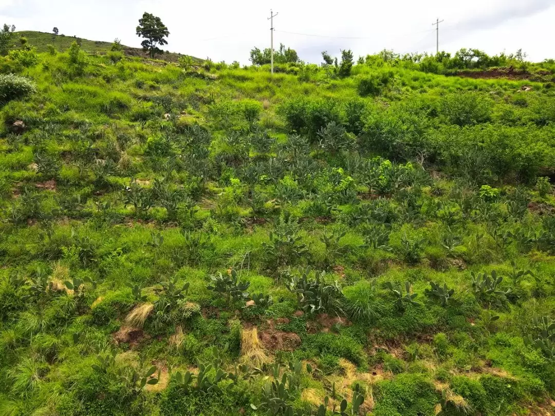 会东县淌塘镇大田坝村：仙人掌扎根山乡 开拓特色产业振兴新路径插图1