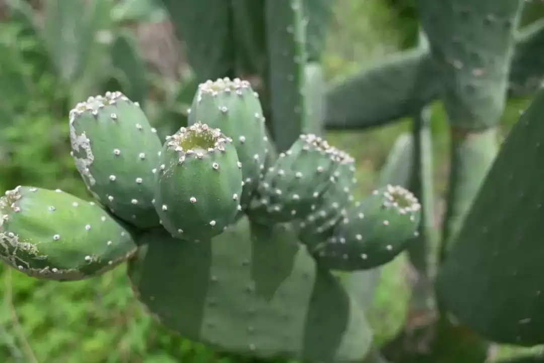 会东县淌塘镇大田坝村：仙人掌扎根山乡 开拓特色产业振兴新路径插图2