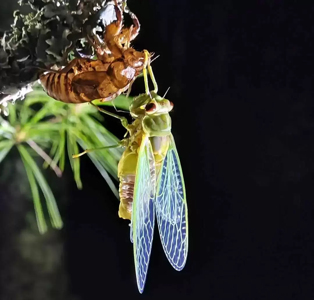 会东夏日清凉指南:解锁自然里的亲子狂欢时光插图8 会东夏日清凉指南:解锁自然里的亲子狂欢时光插图8