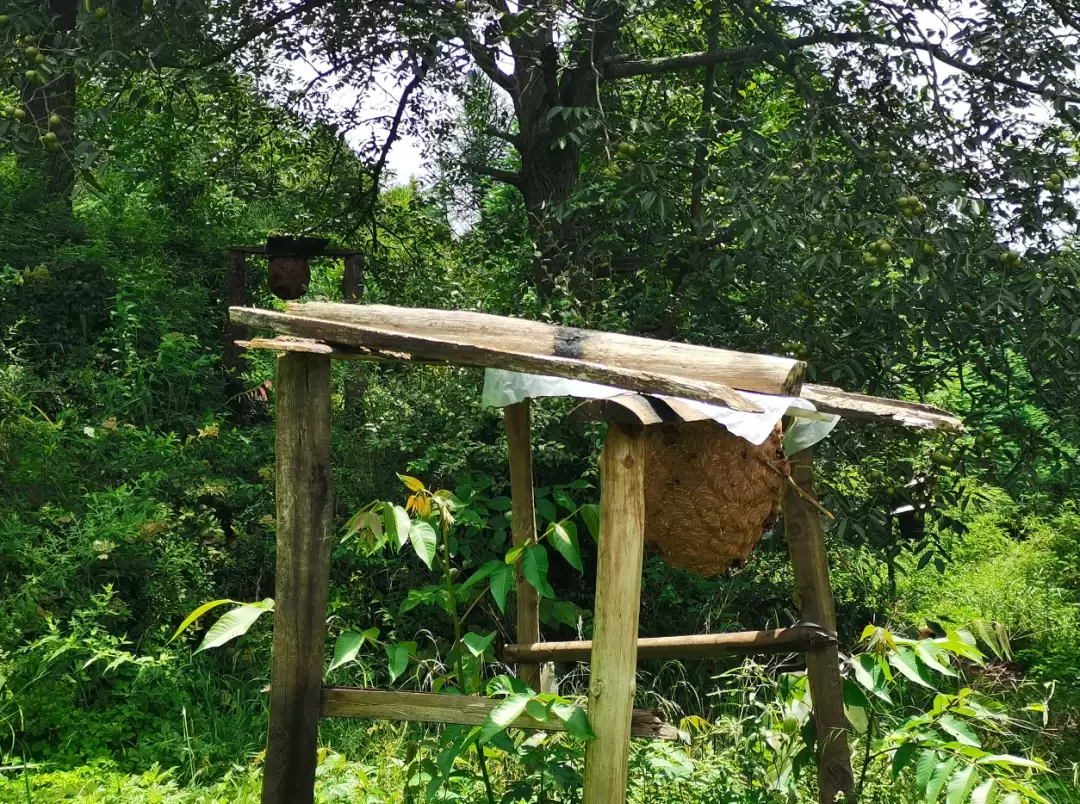 会东乌东德镇青山村许国金:从质疑起步,胡蜂养殖变乡村振兴 “新引擎插图1 会东乌东德镇青山村许国金:从质疑起步,胡蜂养殖变乡村振兴 “新引擎插图1