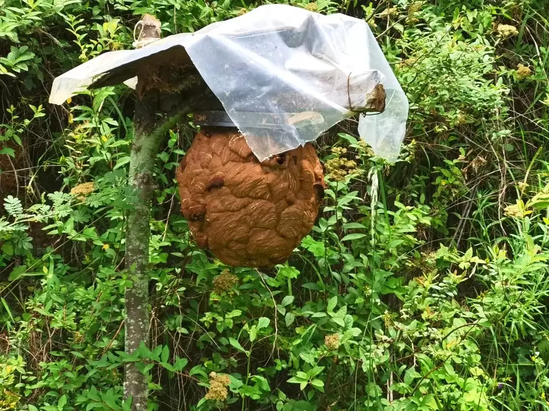 会东乌东德镇青山村许国金:从质疑起步,胡蜂养殖变乡村振兴 “新引擎插图 会东乌东德镇青山村许国金:从质疑起步,胡蜂养殖变乡村振兴 “新引擎插图