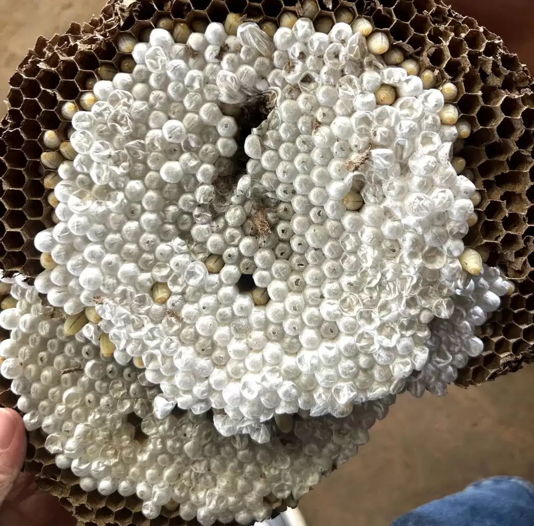 会东乌东德镇青山村许国金:从质疑起步,胡蜂养殖变乡村振兴 “新引擎插图2 会东乌东德镇青山村许国金:从质疑起步,胡蜂养殖变乡村振兴 “新引擎插图2