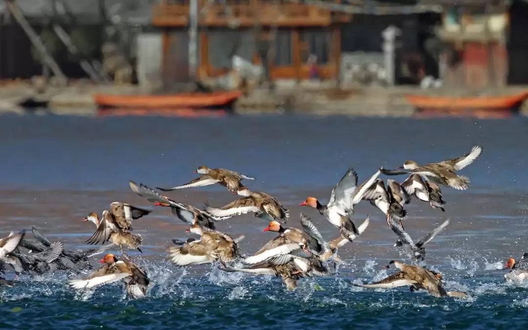 跳出 “浪浪山” 迷茫?来盐源搭建观景台,以湖光、烟火与历史校准内心插图15 跳出 “浪浪山” 迷茫?来盐源搭建观景台,以湖光、烟火与历史校准内心插图15