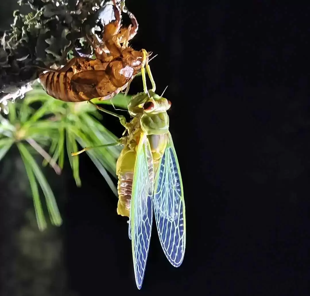 八月暑热难耐?来会东解锁 “清凉密码”,带娃畅享自然避暑狂欢!插图8 八月暑热难耐?来会东解锁 “清凉密码”,带娃畅享自然避暑狂欢!插图8