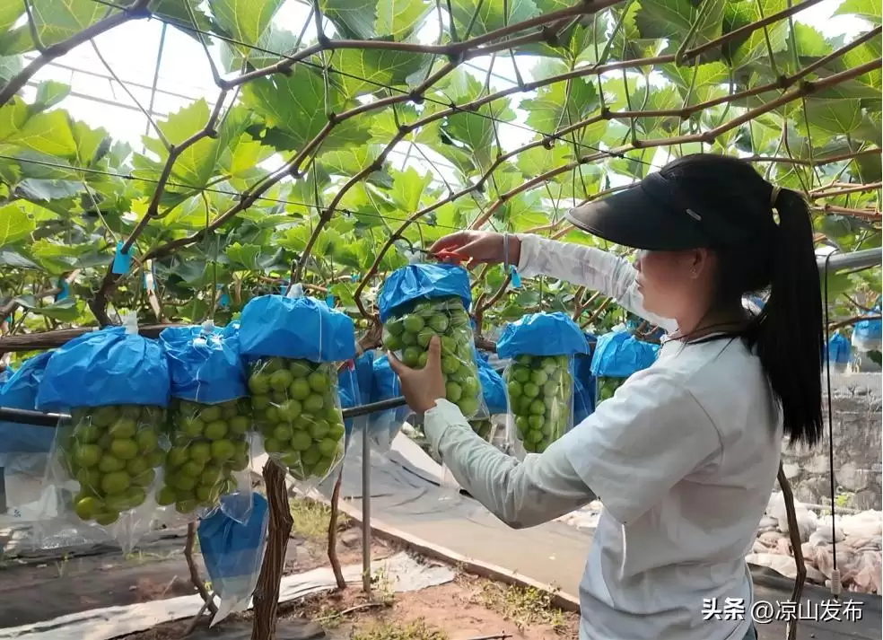 喜德县干拖村葡萄产业园丰收季：独特地理育硕果，村民增收致富有望插图1