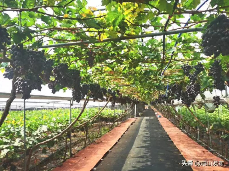 喜德县干拖村葡萄产业园丰收季：独特地理育硕果，村民增收致富有望-会东网