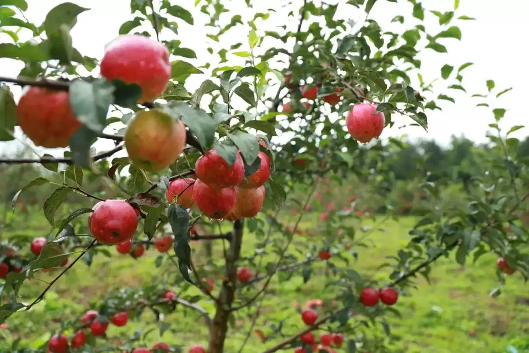 姜州镇:农文旅融合绘就乡村振兴新图景插图1 姜州镇:农文旅融合绘就乡村振兴新图景插图1