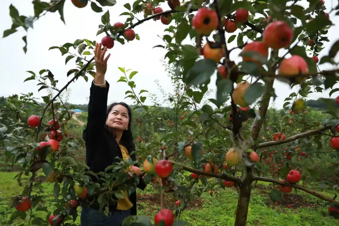 姜州镇:农文旅融合绘就乡村振兴新图景插图 姜州镇:农文旅融合绘就乡村振兴新图景插图