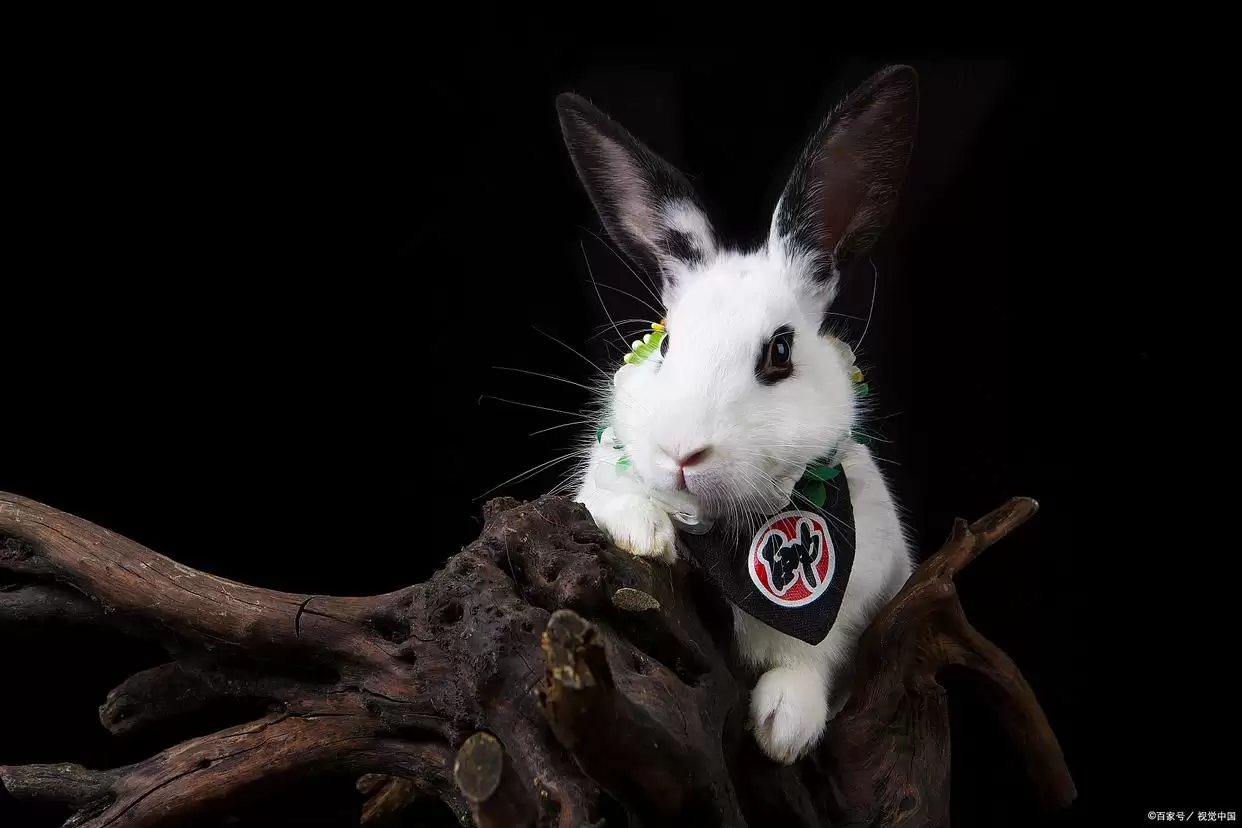 新手必知！兔子饲养 6 大注意事项，科学养兔让萌宠健康相伴插图2