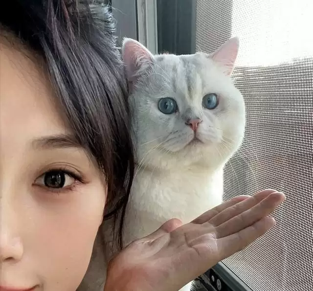 猫咪认妈指南：爱意细节大揭秘，8 个证据看你家猫是否把你当妈插图1