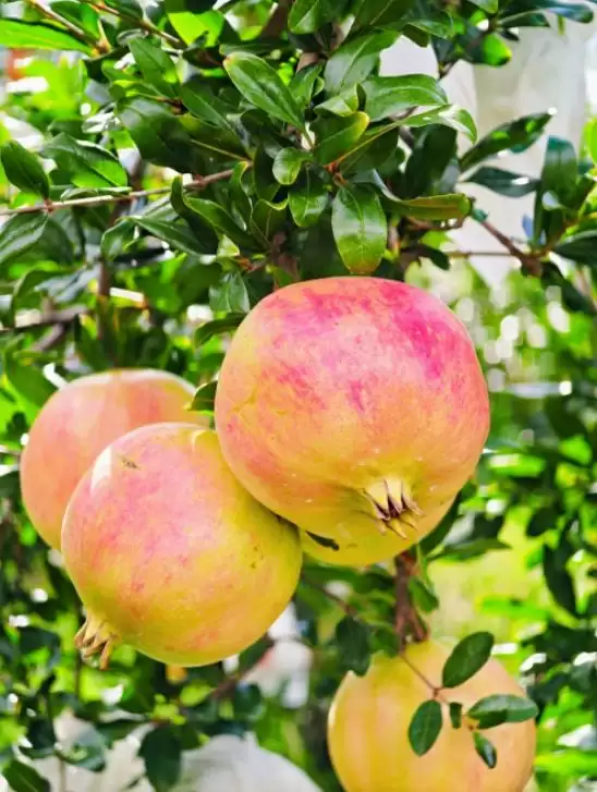 辰颐物语溯源四川凉山会理,助力 “中国石榴之乡” 石榴畅销,推动乡村振兴插图1 辰颐物语溯源四川凉山会理,助力 “中国石榴之乡” 石榴畅销,推动乡村振兴插图1