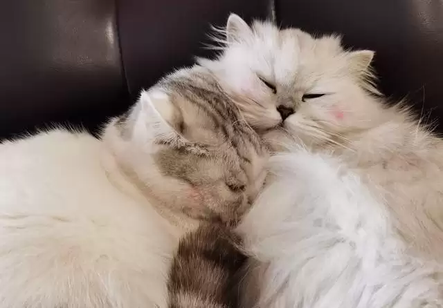 猫咪认妈指南:爱意细节大揭秘,8 个证据看你家猫是否把你当妈-会东网