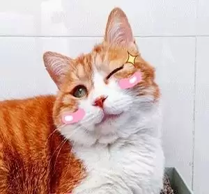 猫咪认妈指南：爱意细节大揭秘，8 个证据看你家猫是否把你当妈插图2