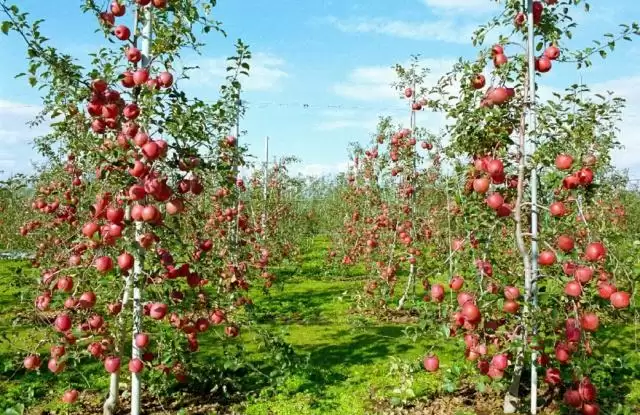 苹果优质高效种植关键技巧详解?-会东网