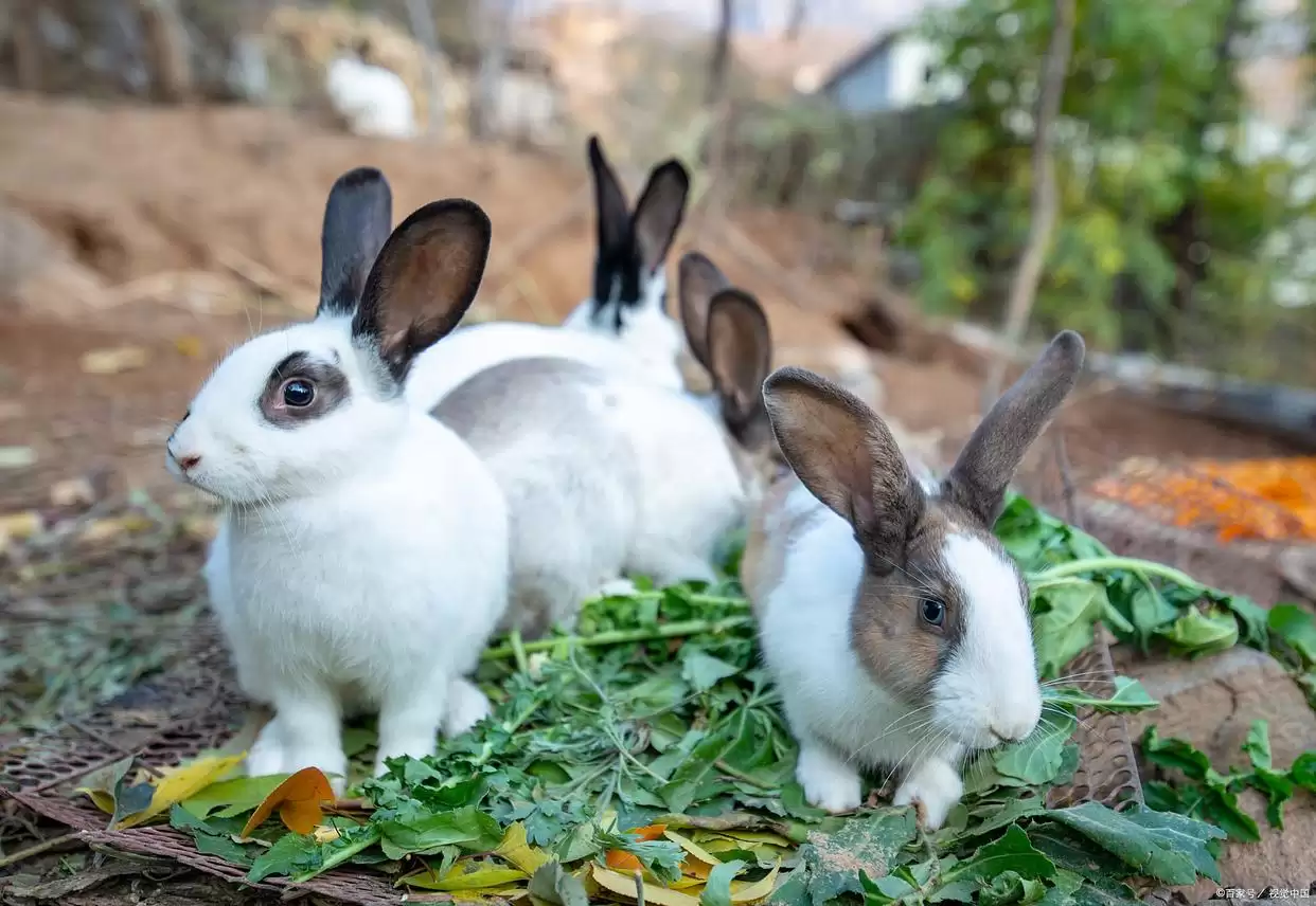 新手必知！兔子饲养 6 大注意事项，科学养兔让萌宠健康相伴插图1