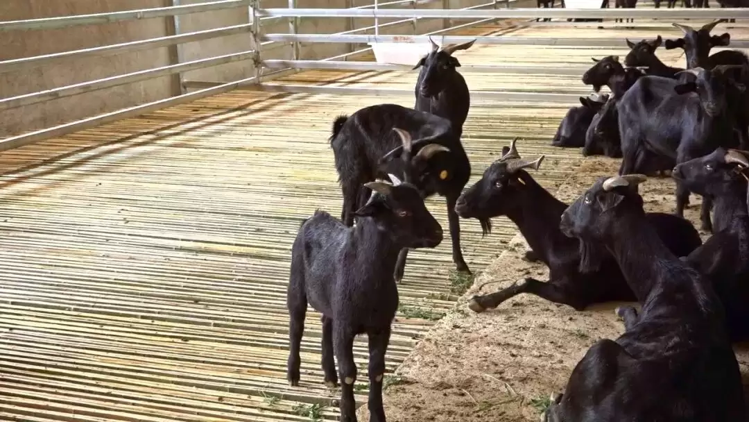 会东县:技术下沉赋能肉羊养殖,特色产业激活乡村振兴新动能插图1 会东县:技术下沉赋能肉羊养殖,特色产业激活乡村振兴新动能插图1