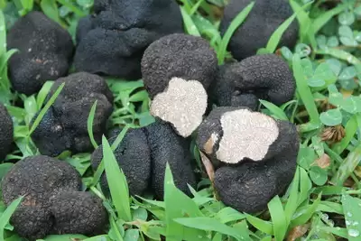 “川滇明珠” 会东：林下经济蹚出生态与经济 “双赢” 绿色发展路插图1