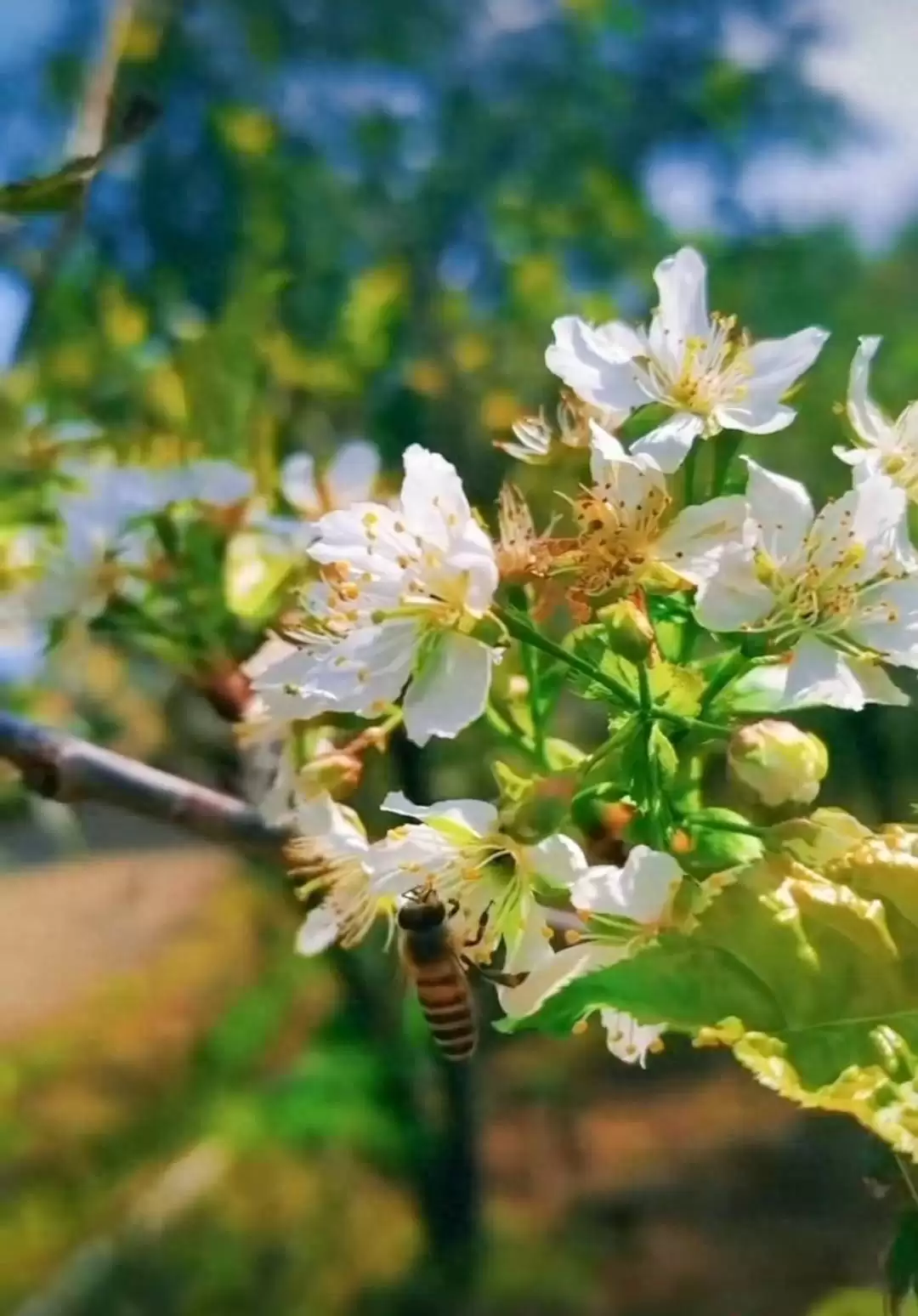 罕见!攀枝花樱桃树因冰雹 8 月反季开花,专家称 10 月或能吃上鲜樱桃-会东网