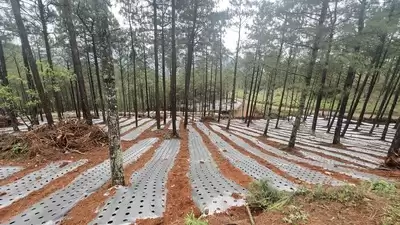 “川滇明珠” 会东：林下经济蹚出生态与经济 “双赢” 绿色发展路-会东网