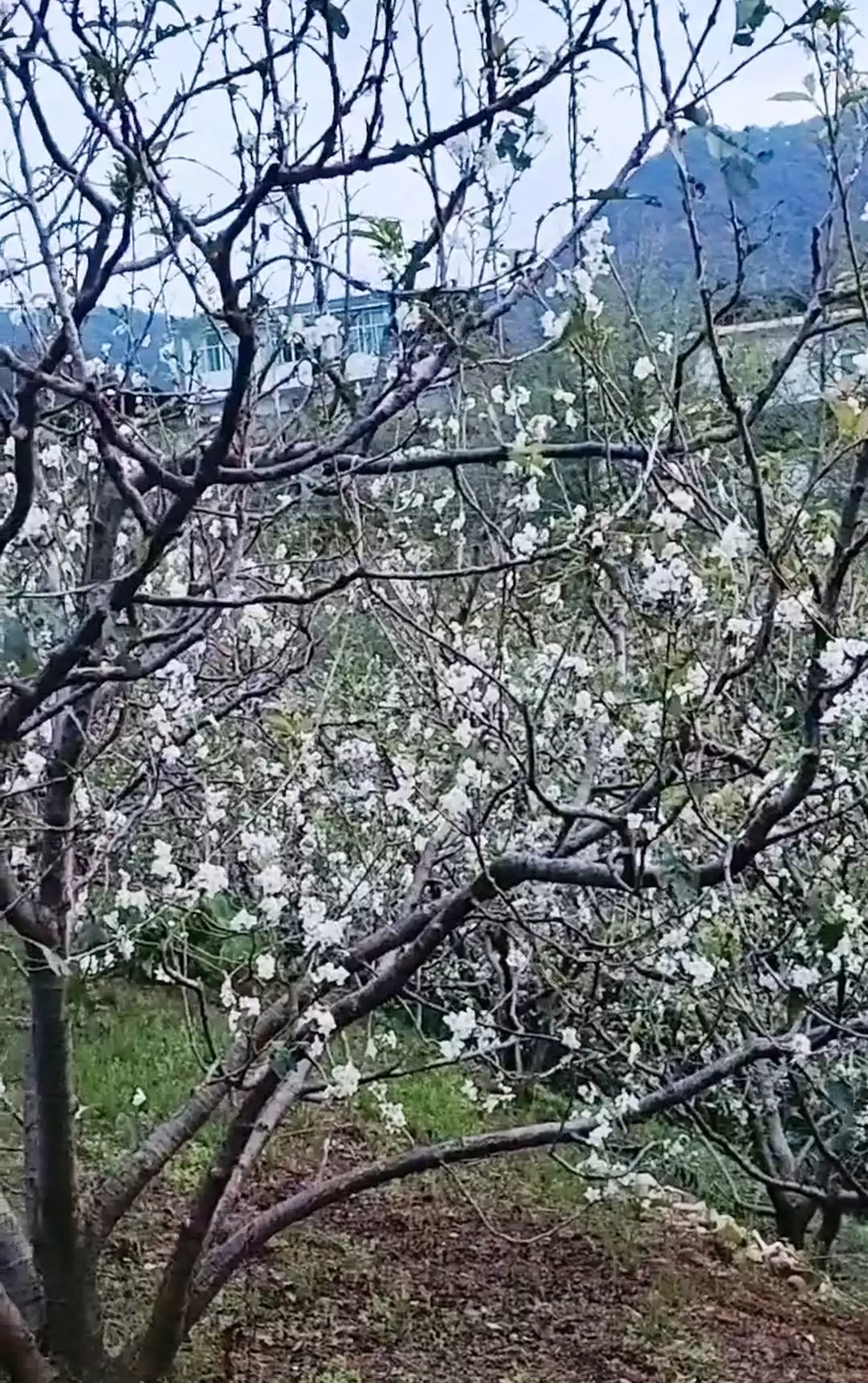 罕见!攀枝花樱桃树因冰雹 8 月反季开花,专家称 10 月或能吃上鲜樱桃插图2 罕见!攀枝花樱桃树因冰雹 8 月反季开花,专家称 10 月或能吃上鲜樱桃插图2