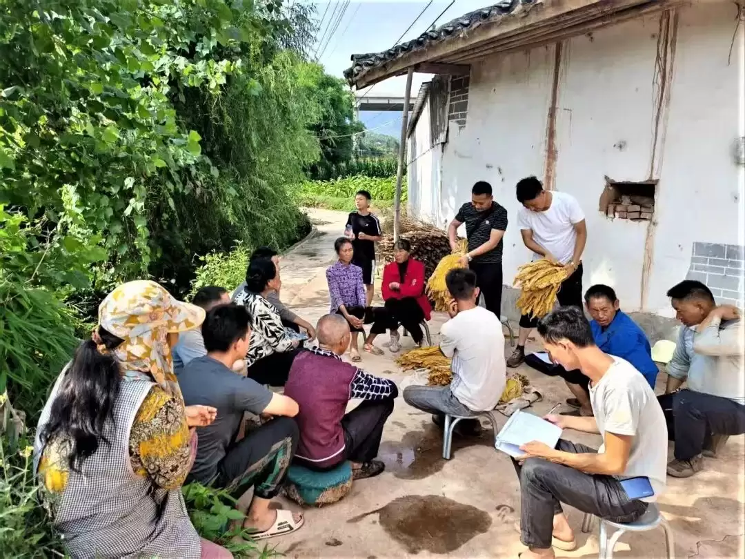 会东烟区采收季:精准服务到田间炕头,1.7 万余次入户指导筑牢丰收根基-会东网