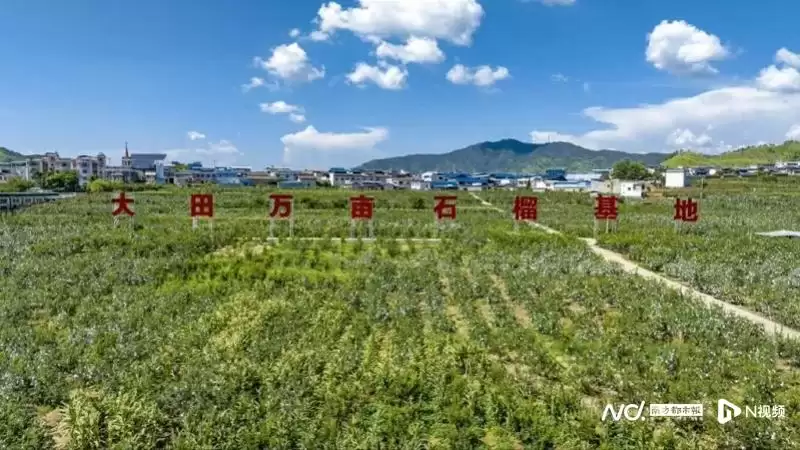 攀枝花大田软籽石榴 600 余万元订单奔赴广州,三天跨越千里受市民青睐插图1 攀枝花大田软籽石榴 600 余万元订单奔赴广州,三天跨越千里受市民青睐插图1