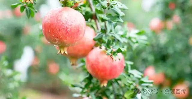 凉山初秋甜蜜来袭:越西苹果脆甜酥爽,会理石榴粒大爆汁,千万别错过!插图28 凉山初秋甜蜜来袭:越西苹果脆甜酥爽,会理石榴粒大爆汁,千万别错过!插图28