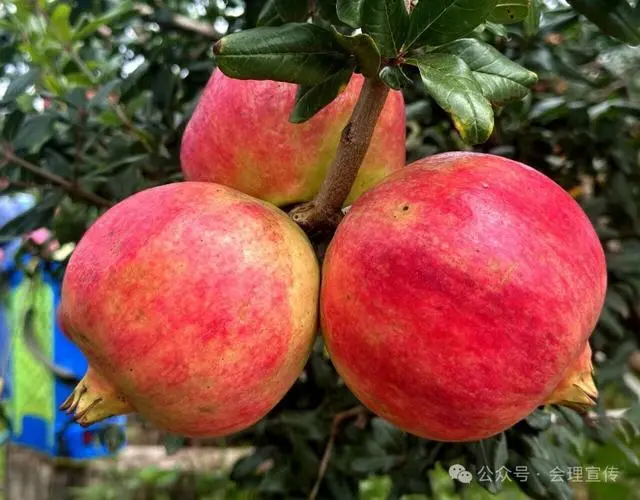 凉山初秋甜蜜来袭:越西苹果脆甜酥爽,会理石榴粒大爆汁,千万别错过!插图23 凉山初秋甜蜜来袭:越西苹果脆甜酥爽,会理石榴粒大爆汁,千万别错过!插图23