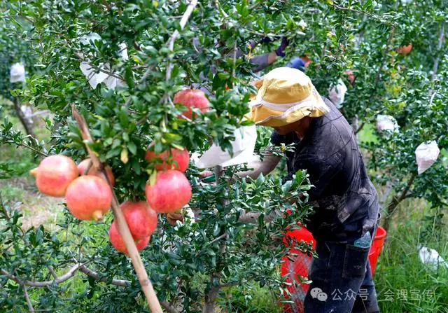 凉山初秋甜蜜来袭:越西苹果脆甜酥爽,会理石榴粒大爆汁,千万别错过!插图27 凉山初秋甜蜜来袭:越西苹果脆甜酥爽,会理石榴粒大爆汁,千万别错过!插图27