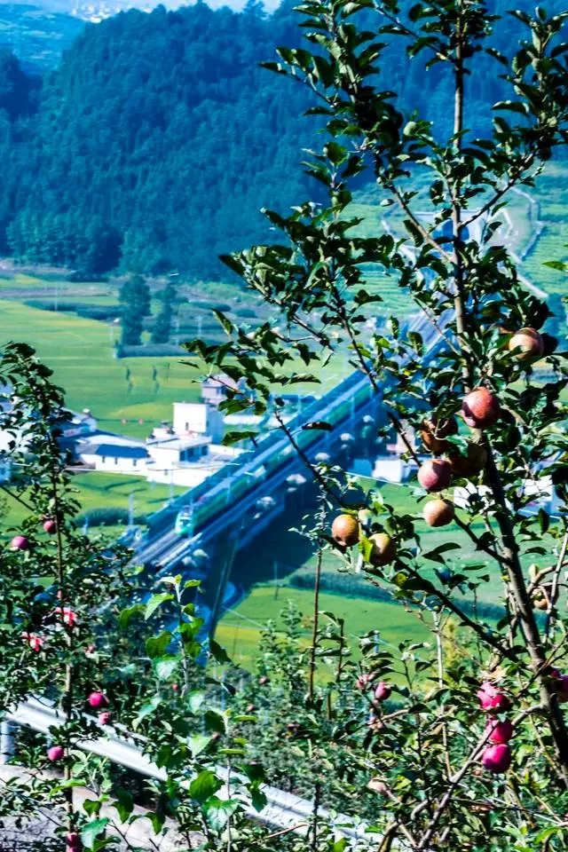 凉山初秋甜蜜来袭:越西苹果脆甜酥爽,会理石榴粒大爆汁,千万别错过!插图7 凉山初秋甜蜜来袭:越西苹果脆甜酥爽,会理石榴粒大爆汁,千万别错过!插图7