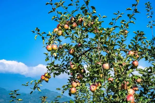 凉山初秋甜蜜来袭:越西苹果脆甜酥爽,会理石榴粒大爆汁,千万别错过!插图5 凉山初秋甜蜜来袭:越西苹果脆甜酥爽,会理石榴粒大爆汁,千万别错过!插图5