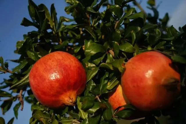 凉山初秋甜蜜来袭:越西苹果脆甜酥爽,会理石榴粒大爆汁,千万别错过!插图14 凉山初秋甜蜜来袭:越西苹果脆甜酥爽,会理石榴粒大爆汁,千万别错过!插图14