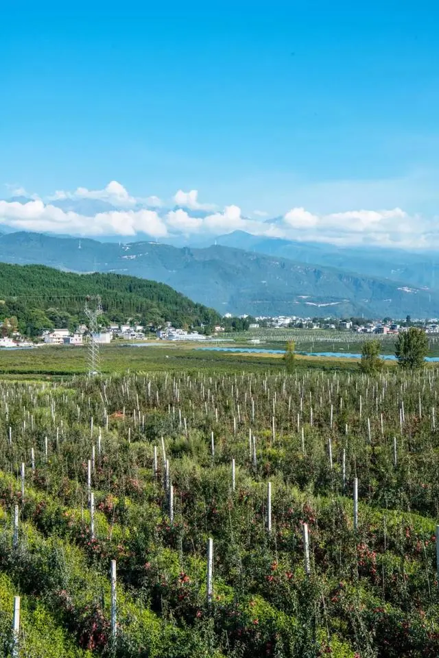 凉山初秋甜蜜来袭:越西苹果脆甜酥爽,会理石榴粒大爆汁,千万别错过!插图6 凉山初秋甜蜜来袭:越西苹果脆甜酥爽,会理石榴粒大爆汁,千万别错过!插图6