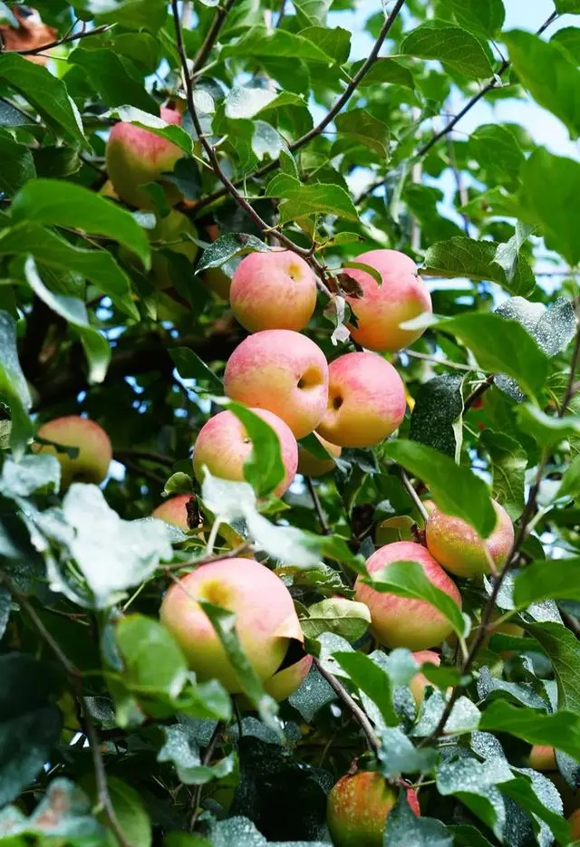 凉山初秋甜蜜来袭:越西苹果脆甜酥爽,会理石榴粒大爆汁,千万别错过!插图 凉山初秋甜蜜来袭:越西苹果脆甜酥爽,会理石榴粒大爆汁,千万别错过!插图