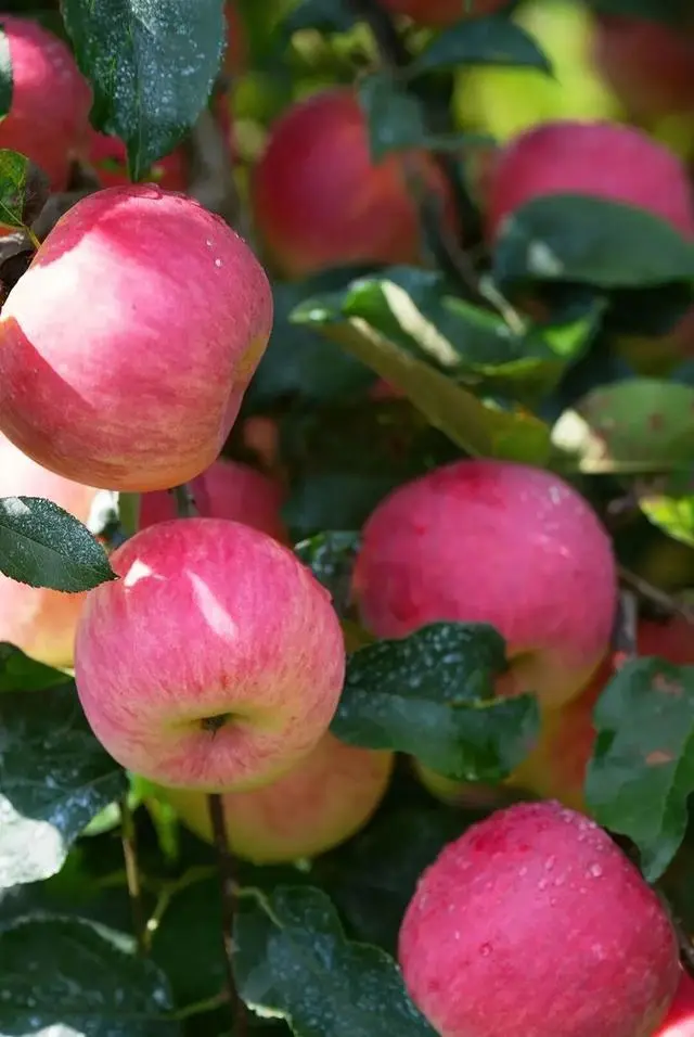 凉山初秋甜蜜来袭:越西苹果脆甜酥爽,会理石榴粒大爆汁,千万别错过!插图2 凉山初秋甜蜜来袭:越西苹果脆甜酥爽,会理石榴粒大爆汁,千万别错过!插图2