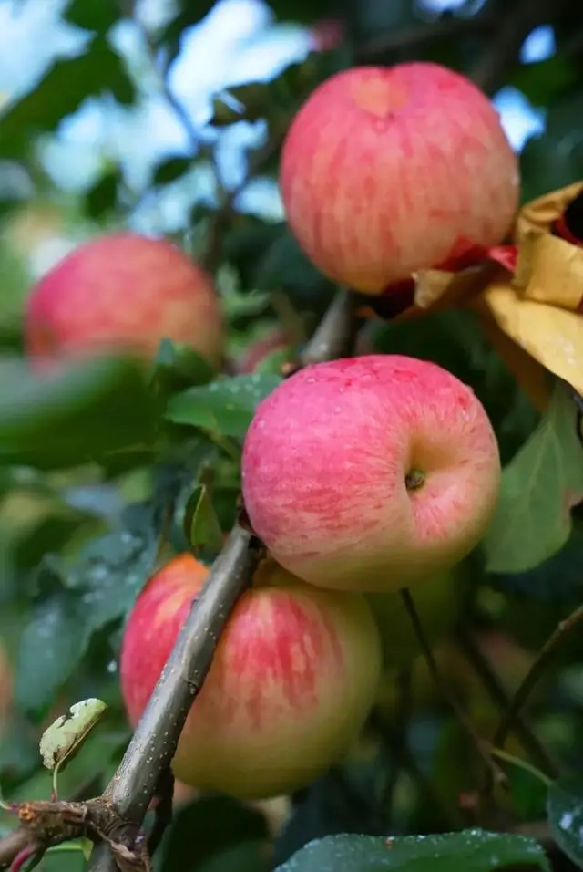 凉山初秋甜蜜来袭:越西苹果脆甜酥爽,会理石榴粒大爆汁,千万别错过!插图1 凉山初秋甜蜜来袭:越西苹果脆甜酥爽,会理石榴粒大爆汁,千万别错过!插图1