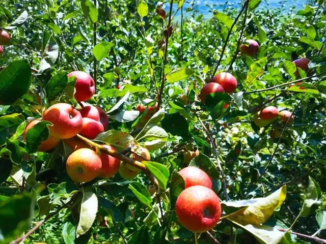 凉山初秋甜蜜来袭:越西苹果脆甜酥爽,会理石榴粒大爆汁,千万别错过!插图9 凉山初秋甜蜜来袭:越西苹果脆甜酥爽,会理石榴粒大爆汁,千万别错过!插图9
