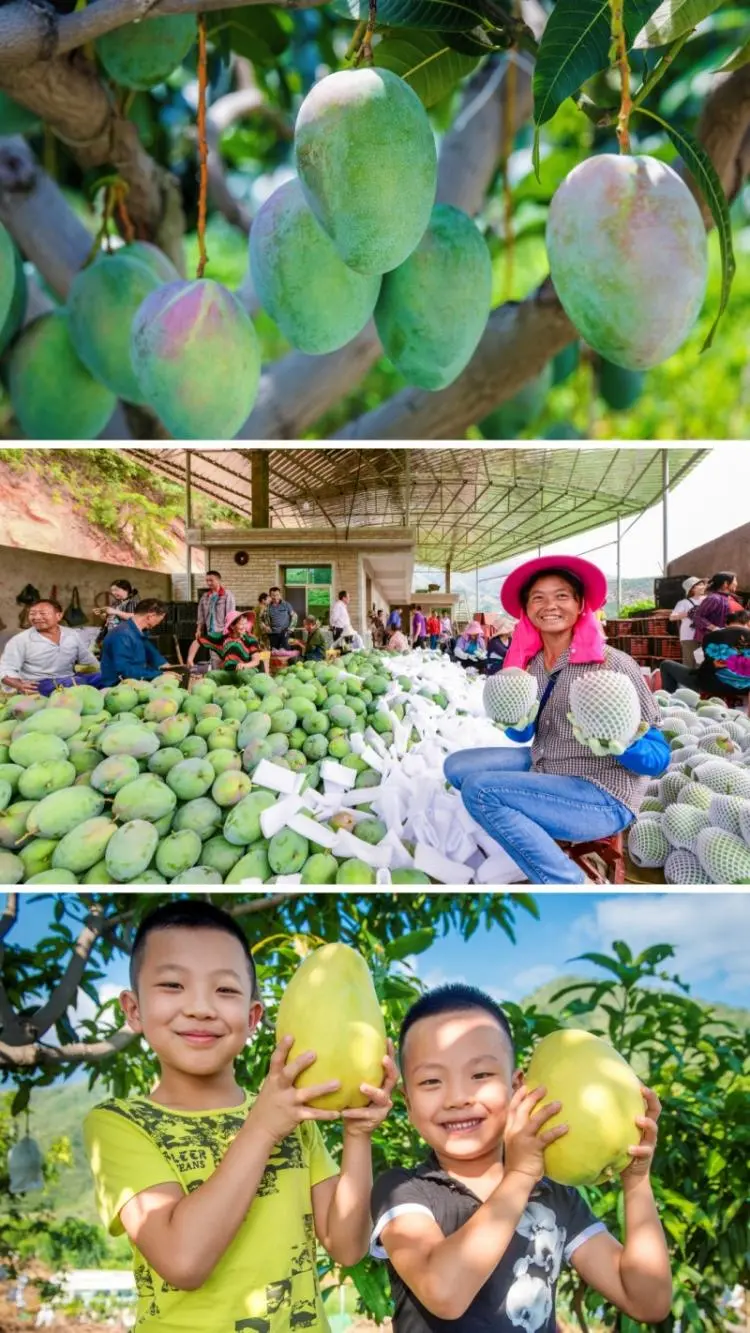 探秘攀枝花仁和臻芒:品种多样、品质上乘背后的故事与品牌内涵插图2 探秘攀枝花仁和臻芒:品种多样、品质上乘背后的故事与品牌内涵插图2