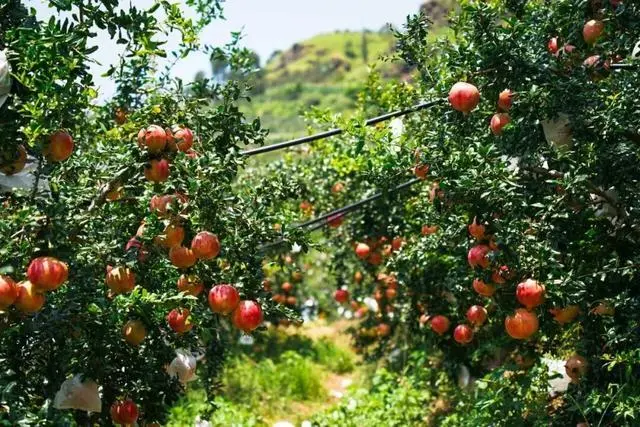 凉山初秋甜蜜来袭:越西苹果脆甜酥爽,会理石榴粒大爆汁,千万别错过!插图26 凉山初秋甜蜜来袭:越西苹果脆甜酥爽,会理石榴粒大爆汁,千万别错过!插图26