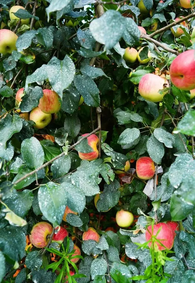 凉山初秋甜蜜来袭:越西苹果脆甜酥爽,会理石榴粒大爆汁,千万别错过!插图12 凉山初秋甜蜜来袭:越西苹果脆甜酥爽,会理石榴粒大爆汁,千万别错过!插图12