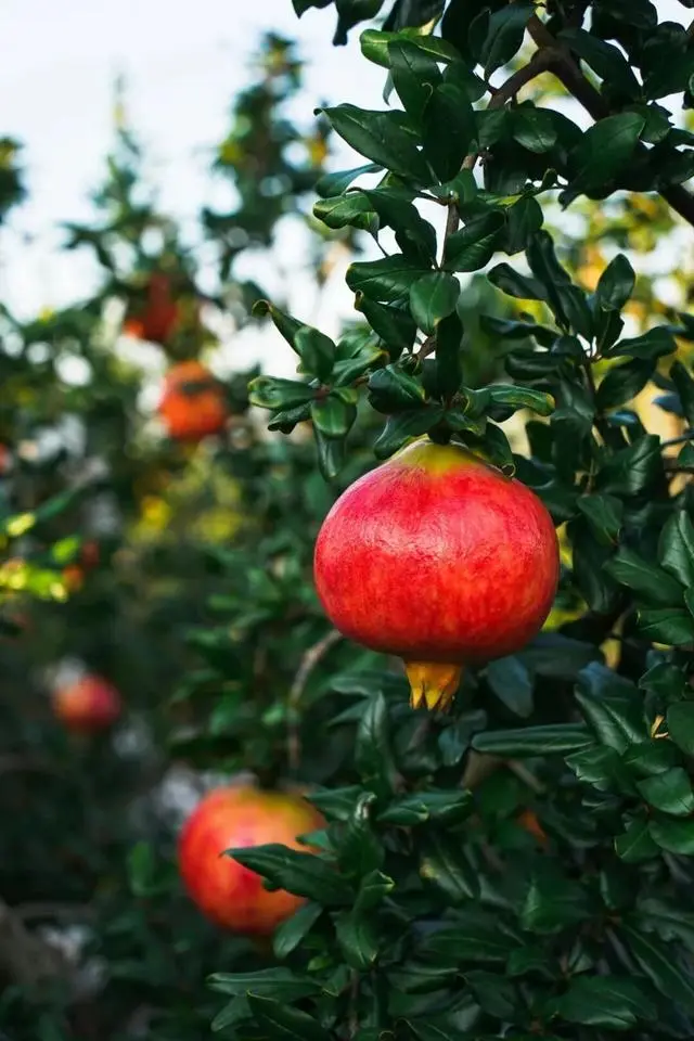 凉山初秋甜蜜来袭:越西苹果脆甜酥爽,会理石榴粒大爆汁,千万别错过!插图13 凉山初秋甜蜜来袭:越西苹果脆甜酥爽,会理石榴粒大爆汁,千万别错过!插图13