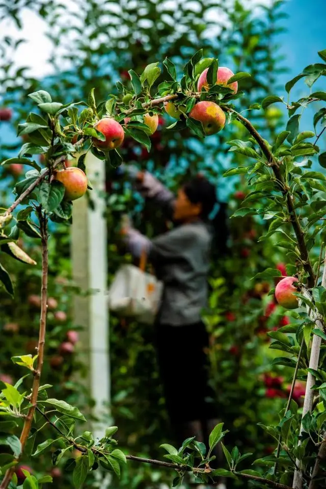 凉山初秋甜蜜来袭:越西苹果脆甜酥爽,会理石榴粒大爆汁,千万别错过!插图11 凉山初秋甜蜜来袭:越西苹果脆甜酥爽,会理石榴粒大爆汁,千万别错过!插图11