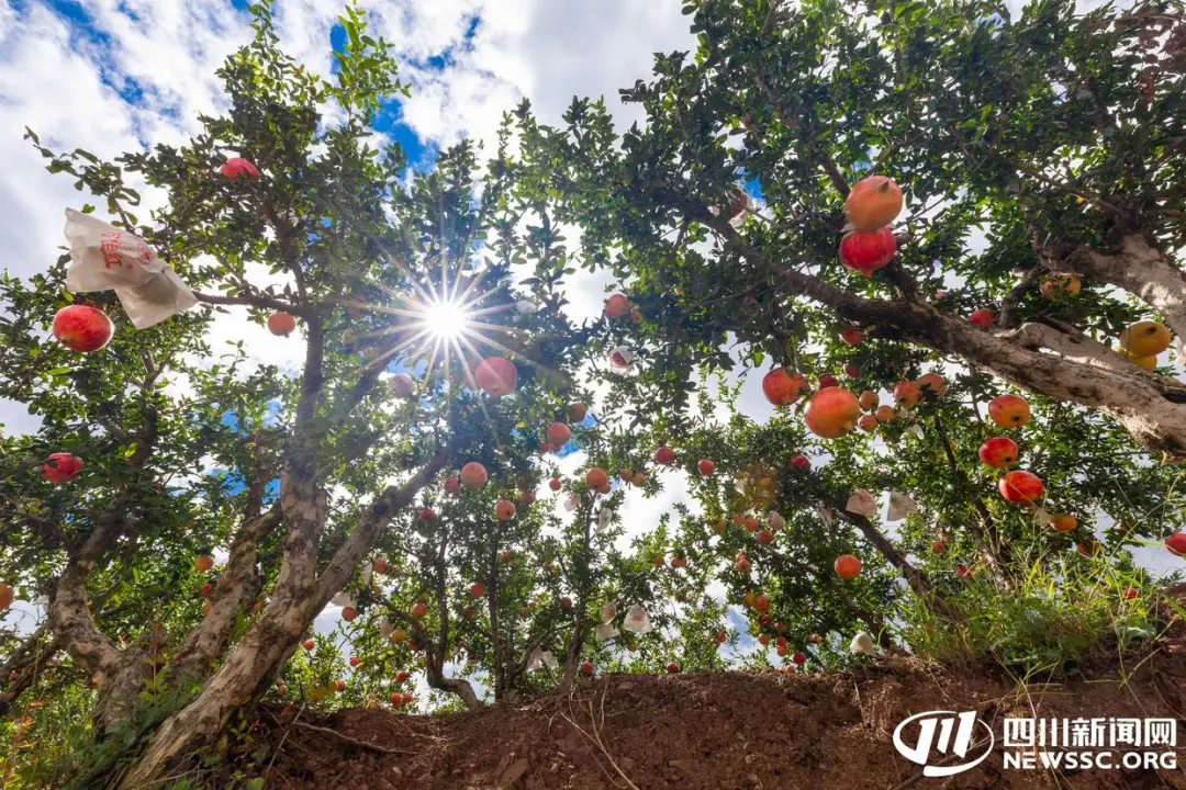 2025 会理石榴丰收节 9.23 启幕:“会理榴香・甜透八方”,多活动打造 “农业 + 文旅” 盛宴插图1 2025 会理石榴丰收节 9.23 启幕:“会理榴香・甜透八方”,多活动打造 “农业 + 文旅” 盛宴插图1